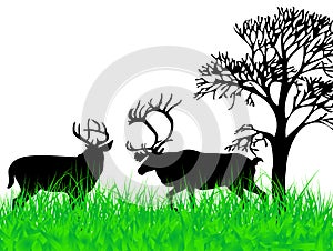Deers on the grass