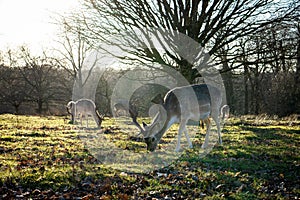 Deers grazing in a lush meadow bathed in bright sunshine in Knole Park in Sevenoaks, Kent