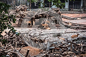 Deers in the Hangzhou Zoo photo