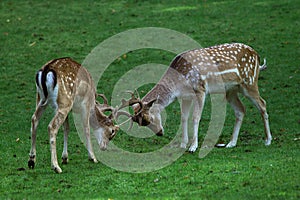 Deers locking horns