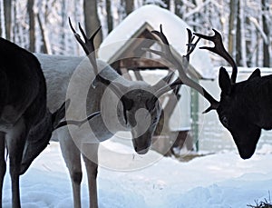 Deers male fighting at snow with hotns