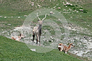 Deers (Maral). Safari Park. Shamakhi, Azerbaijan.