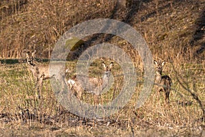 Deers on a meadow in spring