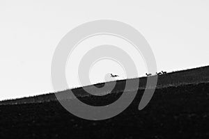 Deers on meadow in sunset or sunrise, wildlife in europe, silhouette and low light, sunrise atmosphere with animals, black and whi