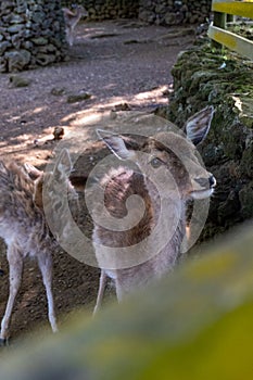 Deers in Monte Brasil Forest Reserve