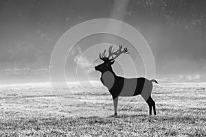 A deers in the morning mist
