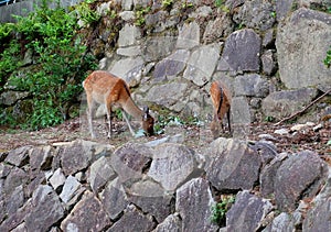 Deers in the mount Misen