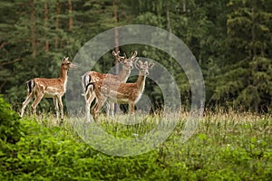 Deers  near the forest