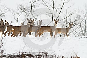 Deers near the forest