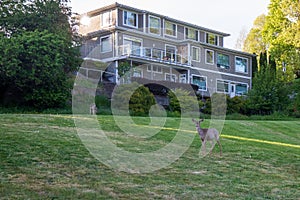 Deers in a neighborhood at Bellingham Washington during Summer