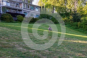 Deers in a neighborhood at Bellingham Washington during Summer