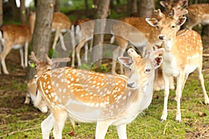 Deers in the park at summer time