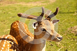 Deers in the park at summer time