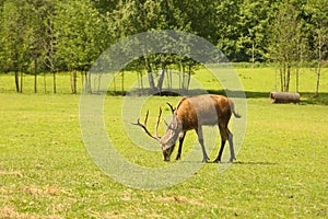 Deers in the park at summer time