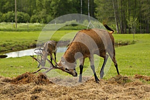 Deers in the park at summer time