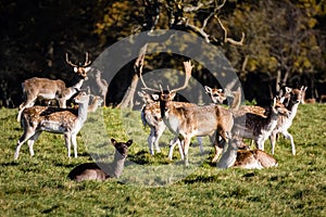 Deers at Phoenix Park. Dublin. Ireland