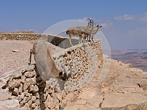 Deers at Ramon Crater (Makhtesh), Israel photo