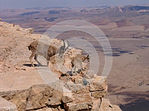 Deers at Ramon Crater (Makhtesh), Israel photo