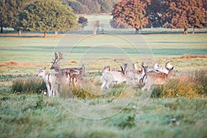 The king of the forest