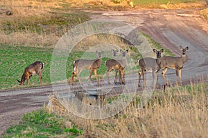 Deers on the road