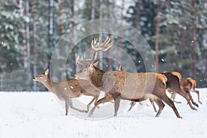 Deers running in snow against winter forest. Wildlife winter seasonal landscape. Deer - cervus elaphus