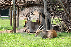 Deers sitting on the grass field