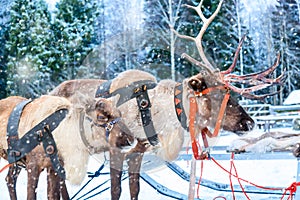 Deers with sledge near winter forest in Rovaniemi, Lapland, Finland. Christmas winter image