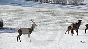 Deers in the snow. Deers and deerskin walking on the snow