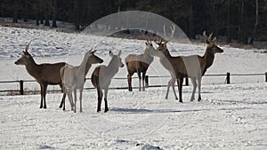 Deers in the snow. Deers and deerskin walking on the snow