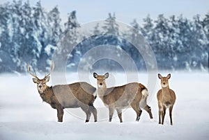 Deers in snow