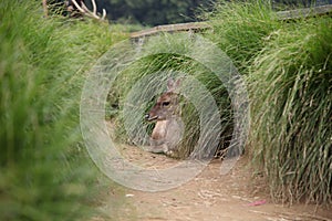 The deers snuggle behind the grass