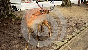 Deers at Todai-ji Temple at Nara