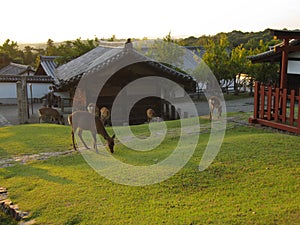 Deers walking and eating grass near Nigatsu-do temple, with the background of golden sunset, Nara, Japan.