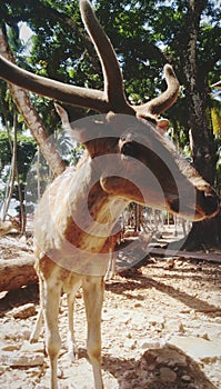 Deers wandering on Netaji Subhash Chandra Bose Island