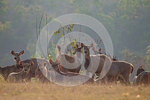 Deers in the wild, Phu-keaw nation park, Chaiyaphum Thailand