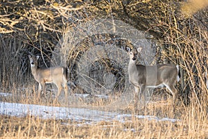 Deers in winter