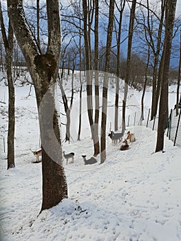 Deers in winter landscape