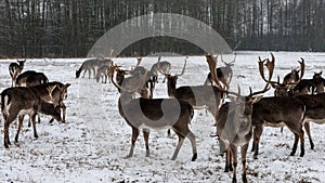 Deers in Winter in Poland