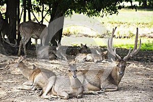 Deers in zoo and Ecotourism attraction garden park in Nong Yai Royal Development Initiative Projects and Kaem Ling Regulating