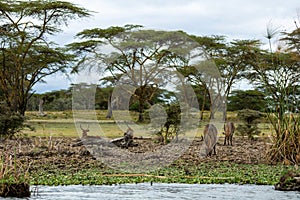Defassa Water bucks are grassing together in lake naivasha/nakuru