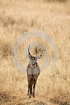 Defassa Waterbuck 7312