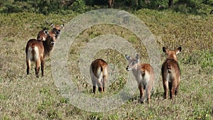 Defassa Waterbuck grooming