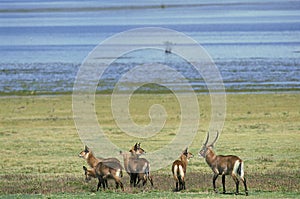 Defassa Waterbuck, kobus ellipsiprymnus defassa, Male with its Harem, Masai Mara Park in Kenya