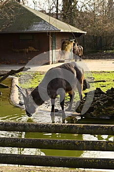 Defassa Waterbuck (Kobus ellipsiprymnus) photo