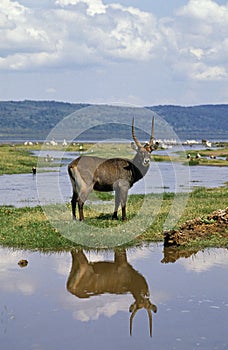 Defassa Waterbuck, kobus ellipsiprymnus defassa, Male standing in Swamp, Kenya photo