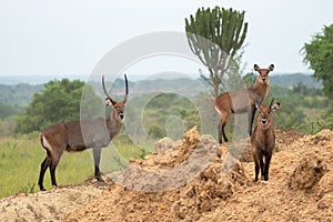 Defassa Waterbuck, Kobus defassa photo