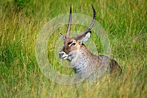 Defassa waterbuck, Maasai Mara Game Reserve, Kenya