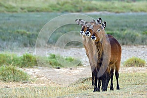 Defassa waterbucks, Lake Nakuru National Park, Kenya photo