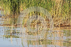 Defatil of Reeds at Lake Balaton