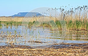 Defatil of Reeds at Lake Balaton